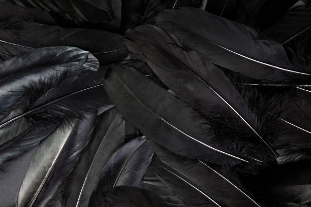 istock Black feather abstract background texture dark modern design, peace of bird wing 1335916522