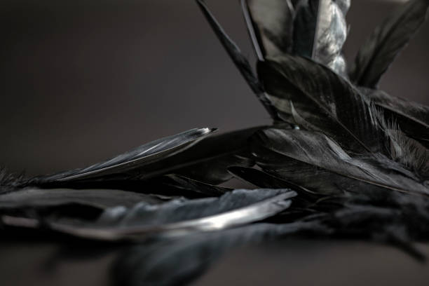 istock Black feather abstract background texture dark modern design, peace of bird wing 1335916551