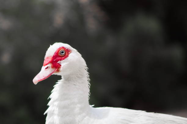 istock White creole duck rests peacefully on the river bank 1335916618
