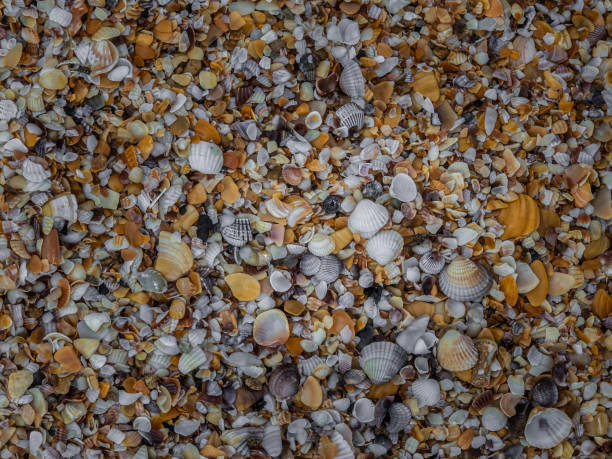 istock Seashore of multicolored shells. Natural background. Texture . 1335917253