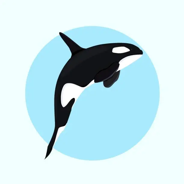 Vector illustration of killer whale, orca  flat design