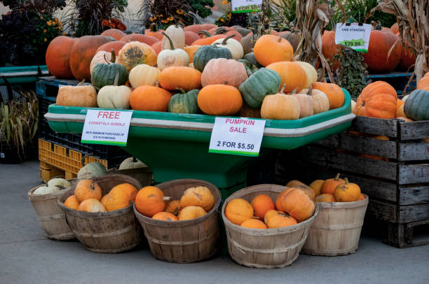 istock Colourful pumpkins in Autumn 1335918198