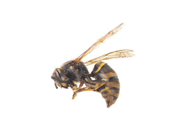 istock dead wasp isolated on white background 1335918386