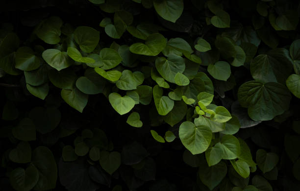 istock Natural background green leaves. 1335918496