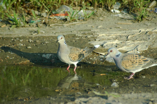 turtle doves enjoying a bath in the puddle