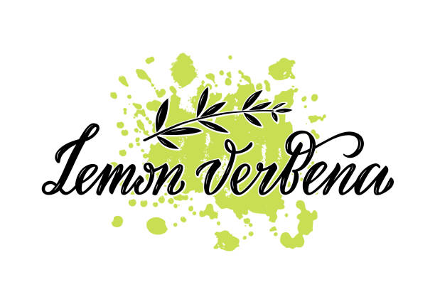 illustrazioni stock, clip art, cartoni animati e icone di tendenza di lemon verbena nero testo scritto a mano su sfondo splash di vernice verde - cedrine
