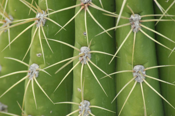 istock closeup of a cactus with its sharp thorns 1335921612