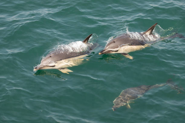 Atlantic White-Sided Dolphins stock photo