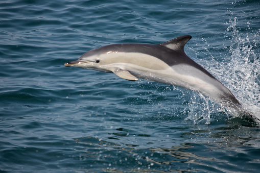 Three dolphins diving, jumping and splashing, blue sea water, view from above. Terceira island, Azores Archipelago, Portugal.