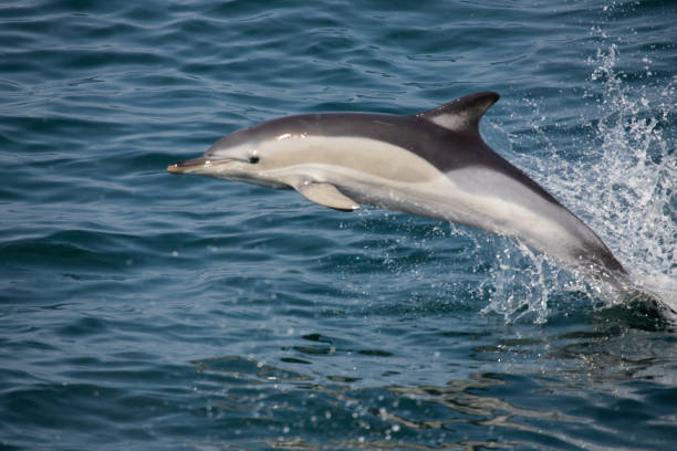 Atlantic White-Sided Dolphin breaching stock photo