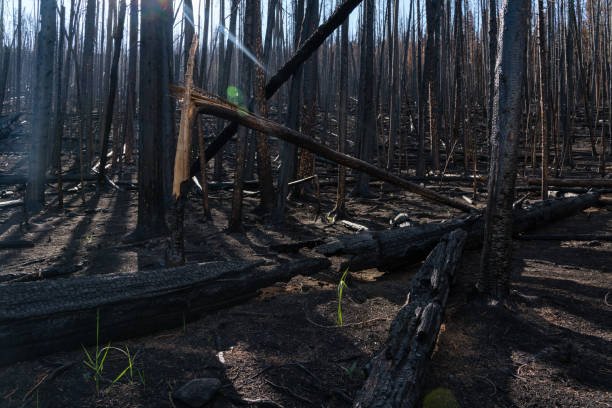 istock Damage From The East Troublesome Fire 1335923615