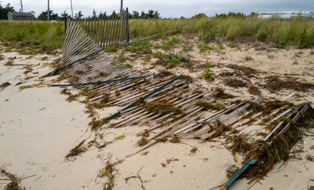 unfinished construction of a wooden branch barrier to prevent the movement of sand dunes