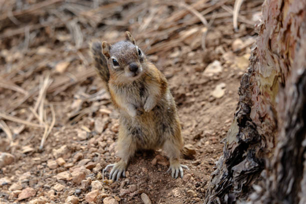 istock Golden-mantled ground squirrel standing on hind legs near tree. 1335923838