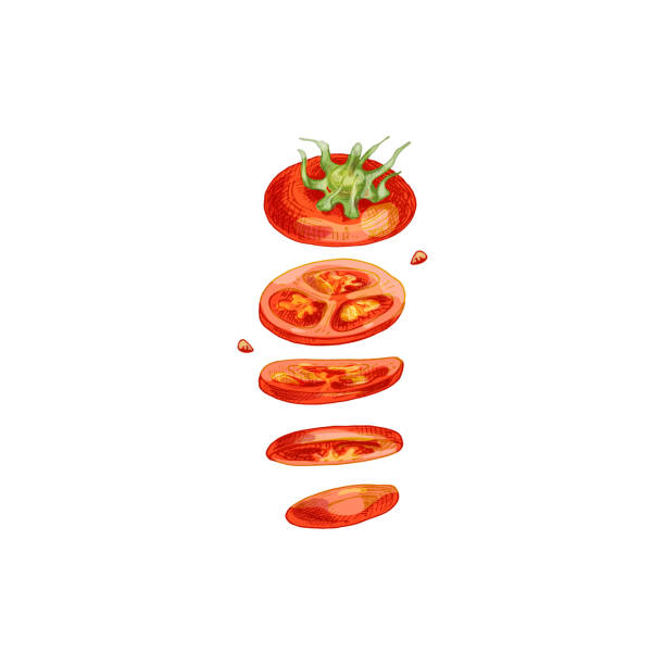 빨간 토마토 매실의 비행 조각. 벡터 빈티지 부화 색상 일러스트. - san marzano tomato stock illustrations