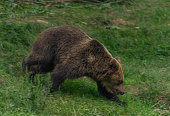 Brown big bear running on green grass