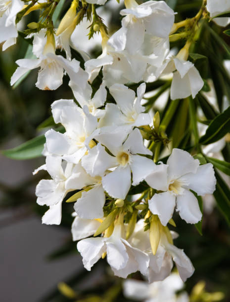 istock beautifull white flower 1335925685