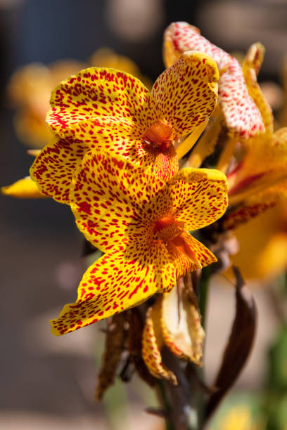 istock beautifull yellow flower 1335925852