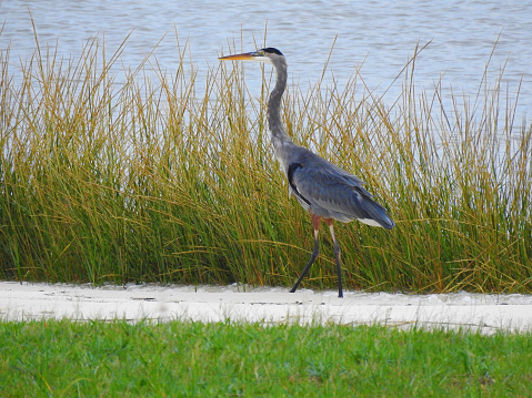 Blue heron bird walking along a grassy marsh in Ocean Springs, Mississippi