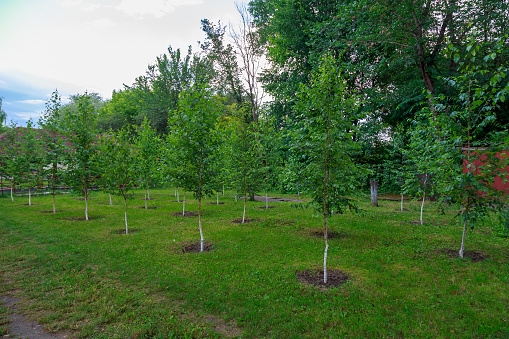 Saplings of young trees, good urban environment. Background with copy space for text or inscriptions.