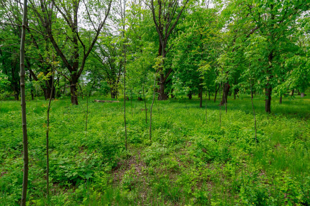 istock Saplings of young trees, good urban environment. Background with copy space for text 1335927528