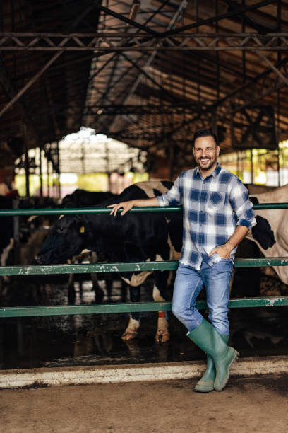 istock Adult man, making sure the cows are safe. 1335929995