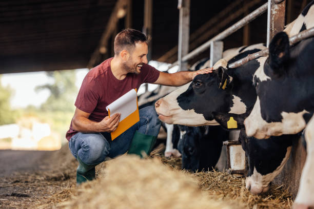 istock Adult man, getting to know the cows better. 1335930000