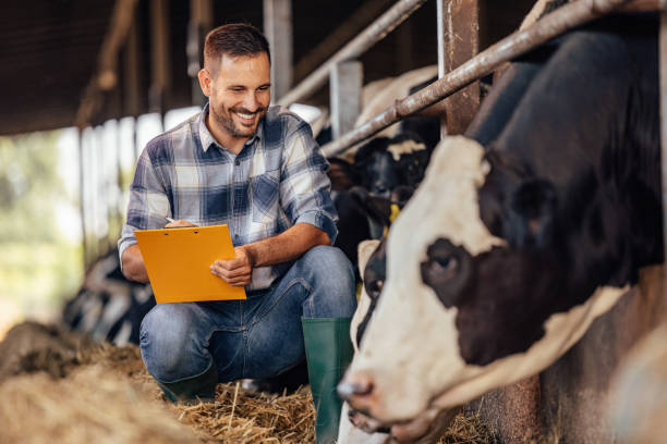 istock Adult man, making sure not to overfeed the cows. 1335930013