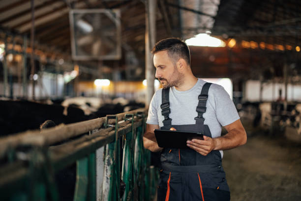istock Adult man, making sure everything is in order. 1335930019