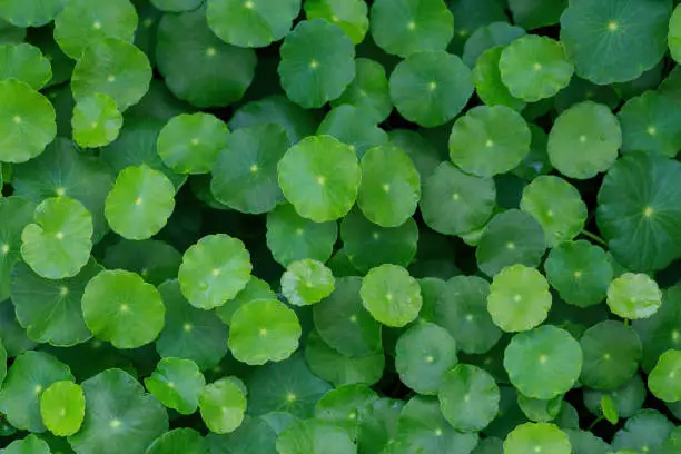 Photo of Gotu kola, Centella asiatica, Asiatic pennywort, Indian pennywort leaf green background