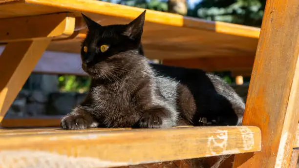Black cat. European race. Dachowiec.