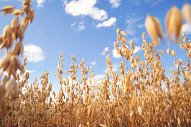 Oat florets on sunlit field full frame background Oat florets on sunlit field with bright blue sky. Summer or autumn grain crop season. Gluten oat crop photos stock pictures, royalty-free photos & images