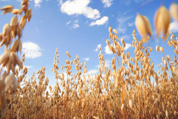 oat florets on sunlit field full frame background - oat imagens e fotografias de stock