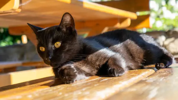 Black cat. European race. Dachowiec.