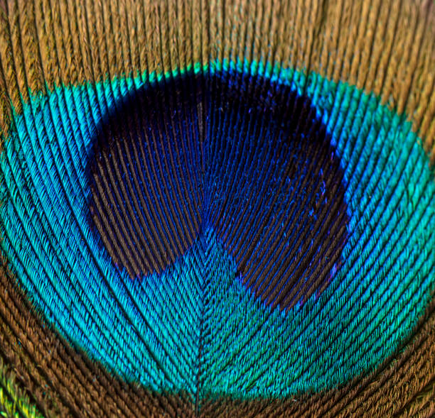 istock Peacock feather detail 1335930590