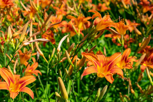 istock Sunny orange lilies blooming full frame 1335930630