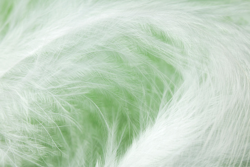 Extreme close-up of a white feather on a green background.