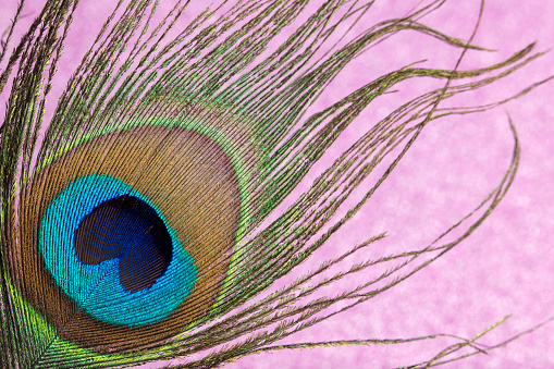 Close-up of a beautiful peacock feather on a sparkling pink background. Space for copy.