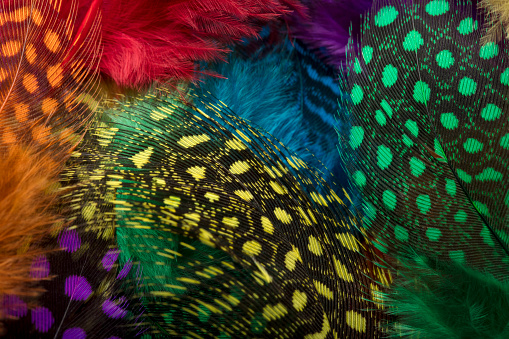 Close-up of beautiful multi colored feathers.