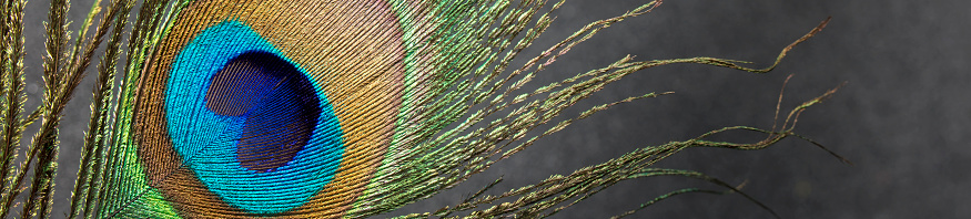 Close-up of a beautiful peacock feather on gray background.