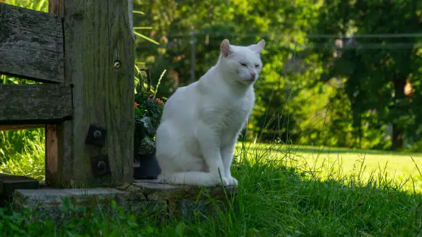 White cat. European race. Dachowiec.