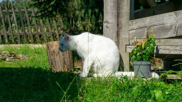 White cat. European race. Dachowiec.
