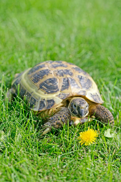 istock Russian Tortoise on green grass going to eat a dandelion 1335932670