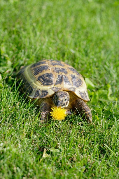 istock Russian Tortoise on green grass going to eat a dandelion 1335932676