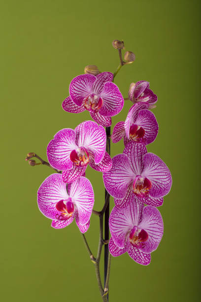 istock Orchid flowers on a green background with copy space 1335932710