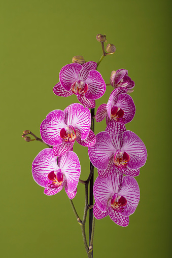 Beautiful pink Orchid flowers close-up. Green background, space for copy.