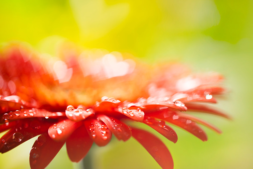Close-up of a beautiful red Gerbera flower with water drops. Beautiful heart shaped bokeh - it's a REAL bokeh photo, not an illustration or computer filter. Shallow depth of field, space for copy.
