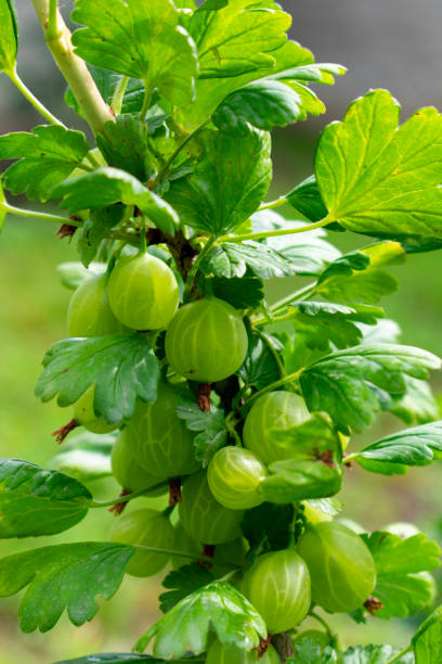 istock Gooseberry branch with berries 1335932937