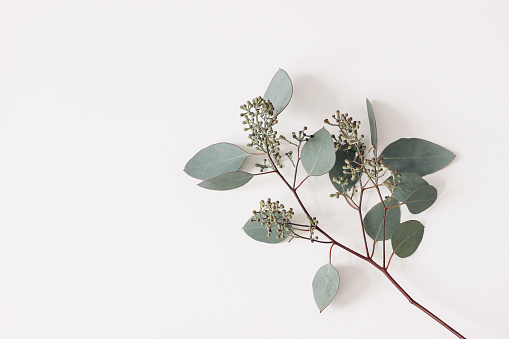 Green Eucalyptus populus leaves and branches isolated on white background. Decorative floral composition. Natural styled stock flat lay image, top view, empty copy space, no people