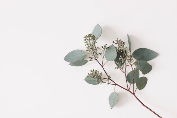 Green Eucalyptus populus leaves and branches isolated on white background. Decorative floral composition. Natural styled stock flat lay image, top view. Empty copy space, no people stock photo