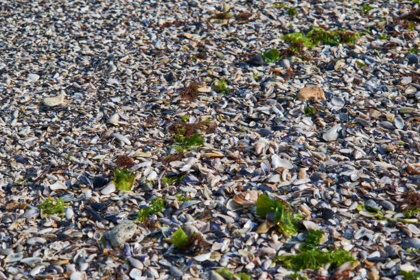 shells on the beach at Tuzla